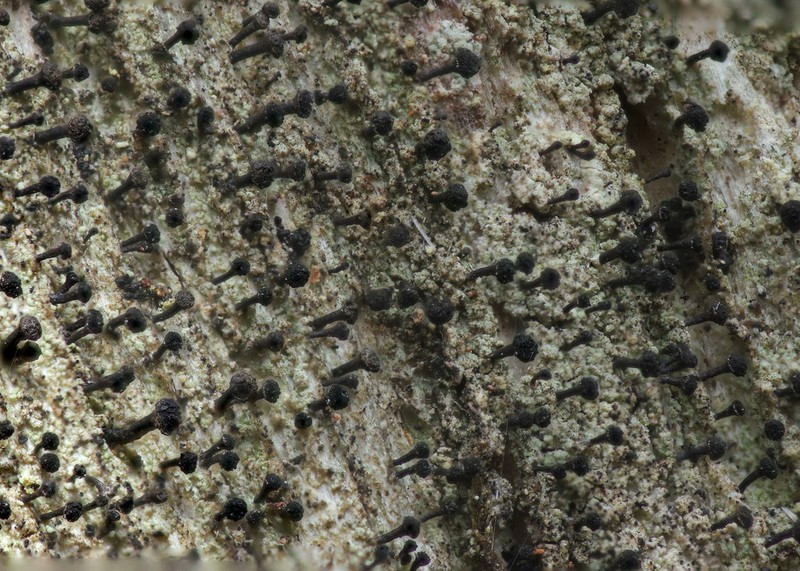 Spike Lichen photo 4