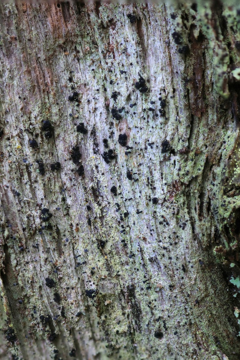Spike Lichen photo 5