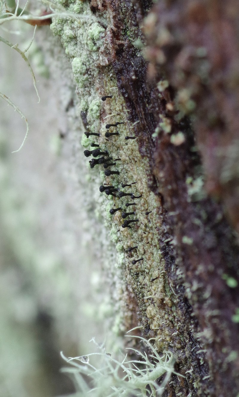 Spike Lichen photo 6