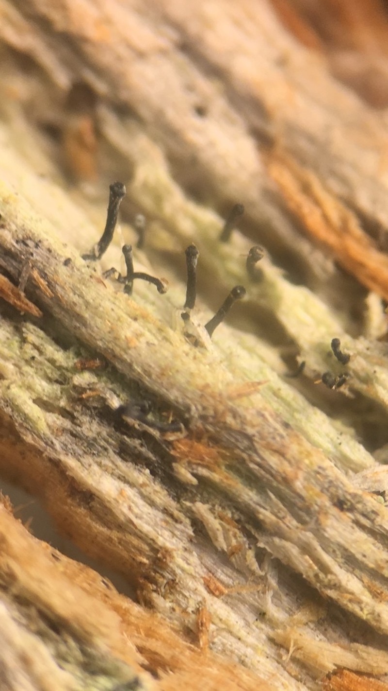 Spike Lichen photo 7