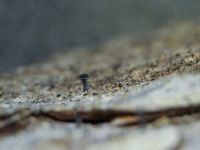 Spike Lichen