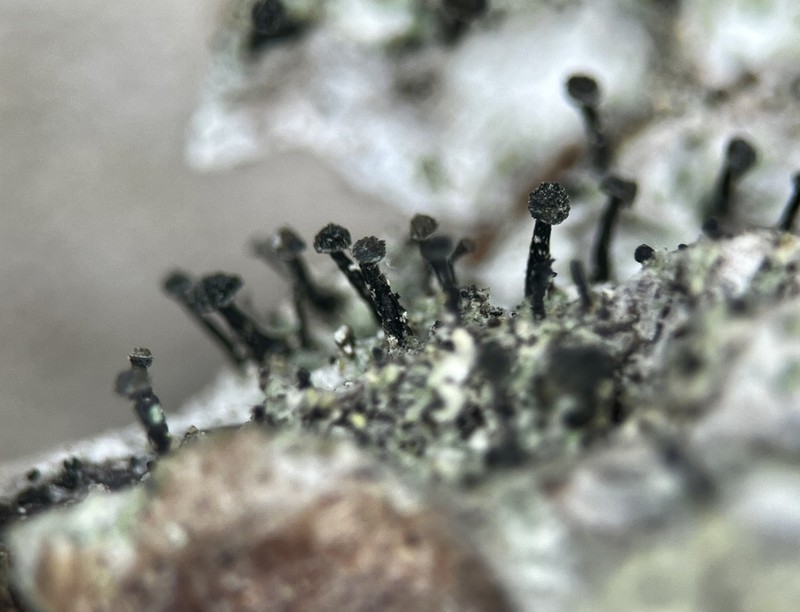 Spike Lichen photo 2