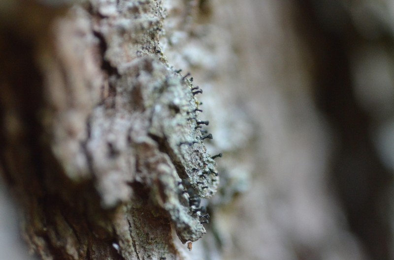 Spike Lichen photo 3