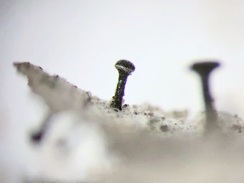 Spike Lichen photo 4
