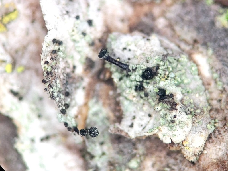 Spike Lichen photo 5