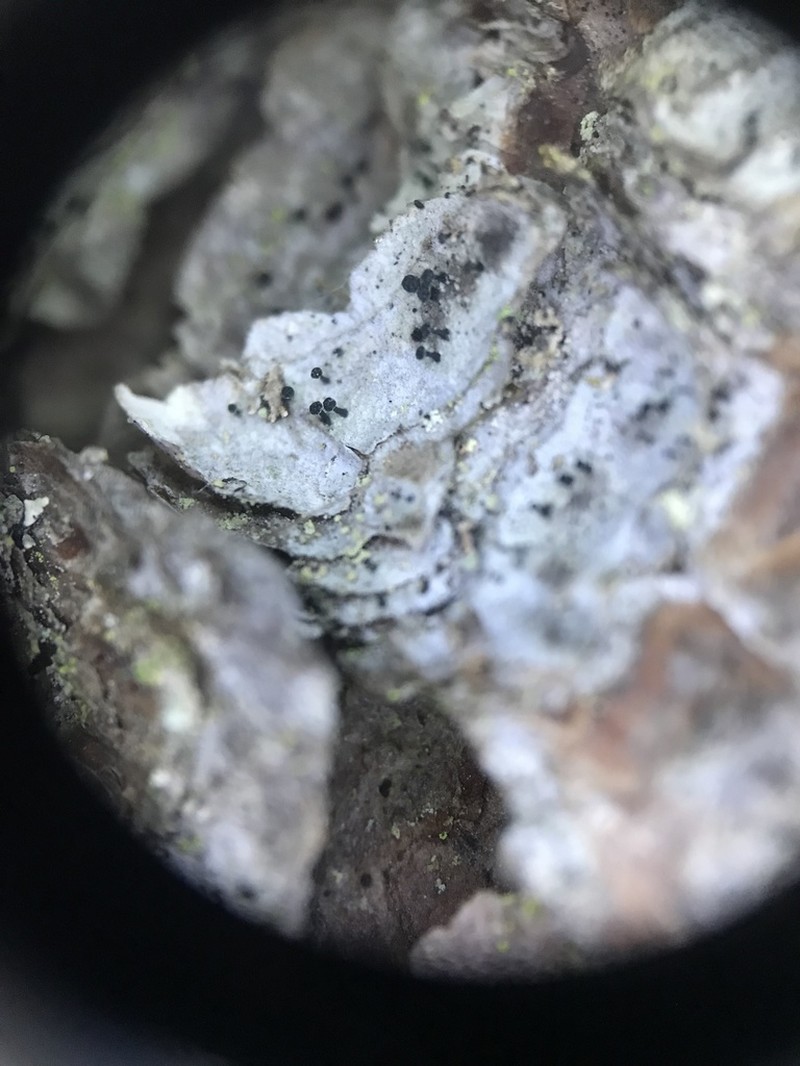 Spike Lichen photo 6