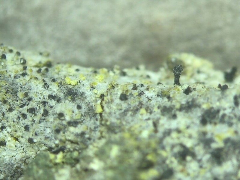 Spike Lichen photo 7