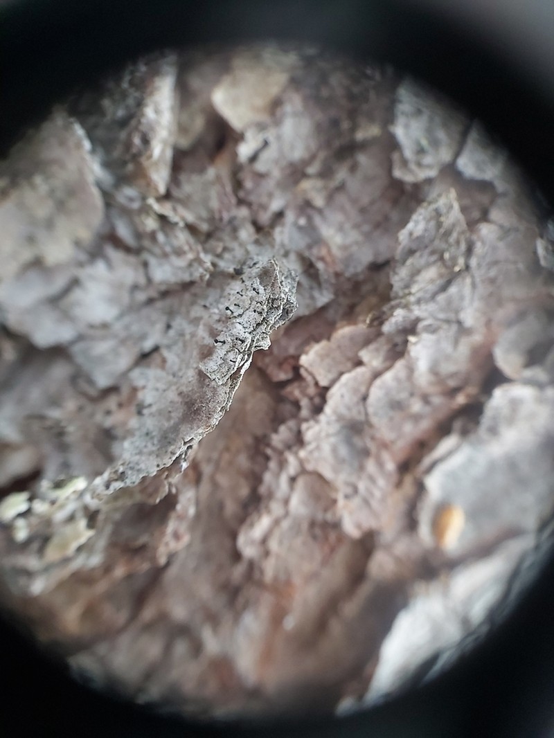 Spike Lichen photo 8