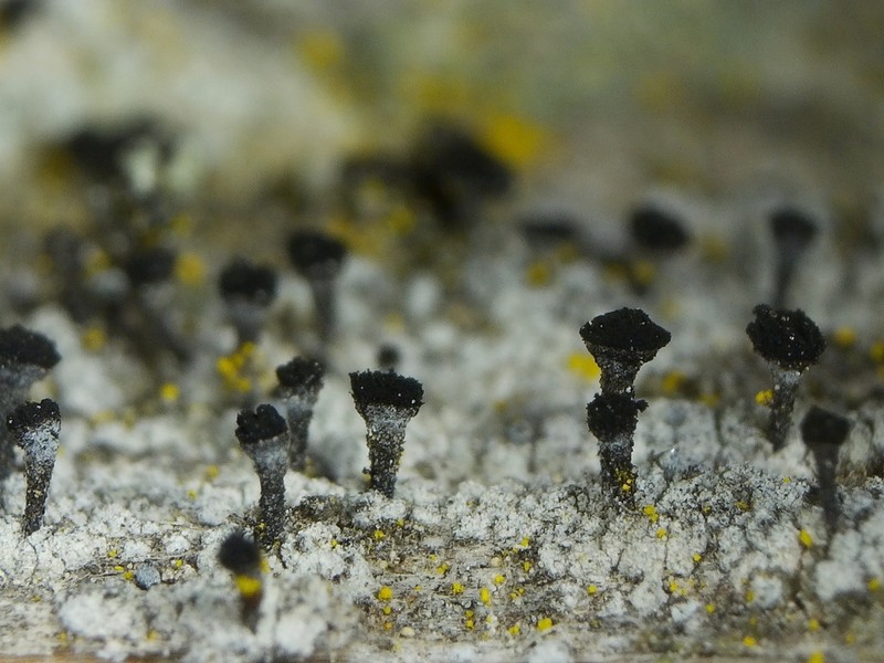 Spike Lichen photo 3