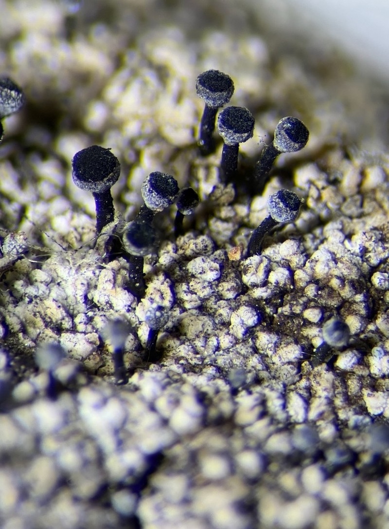 Spike Lichen photo 5