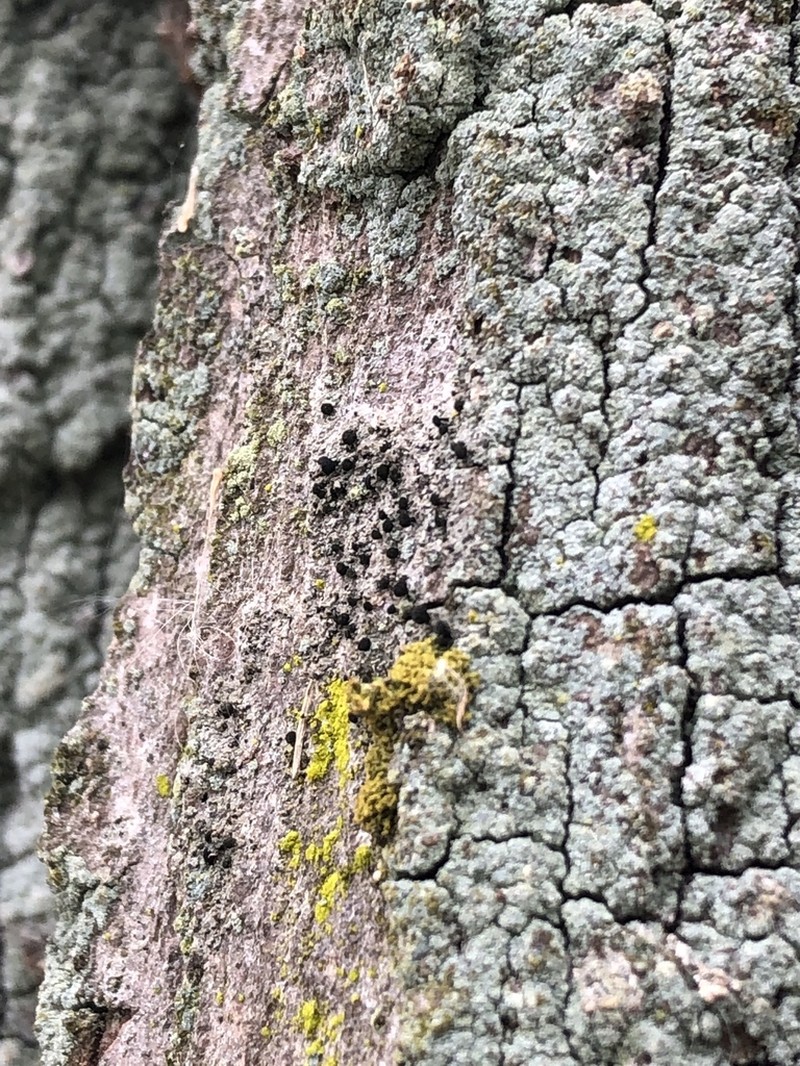 Spike Lichen photo 6