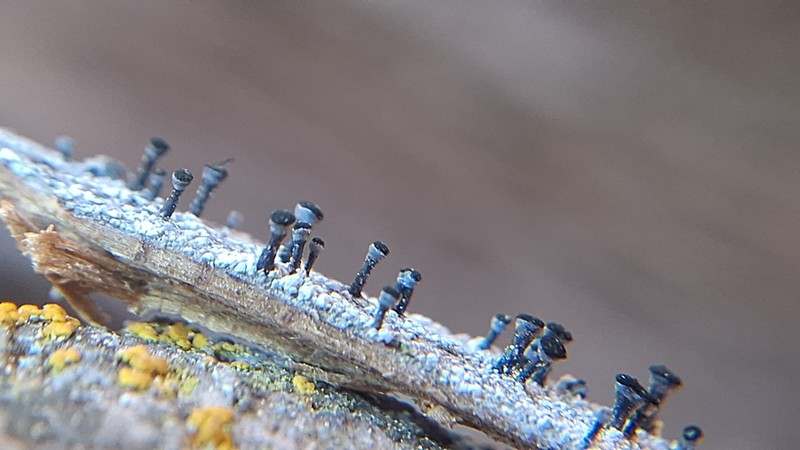 Spike Lichen photo 7