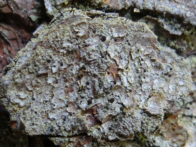 Spike Lichen