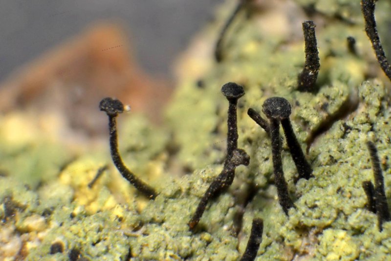 Spike Lichen photo 2