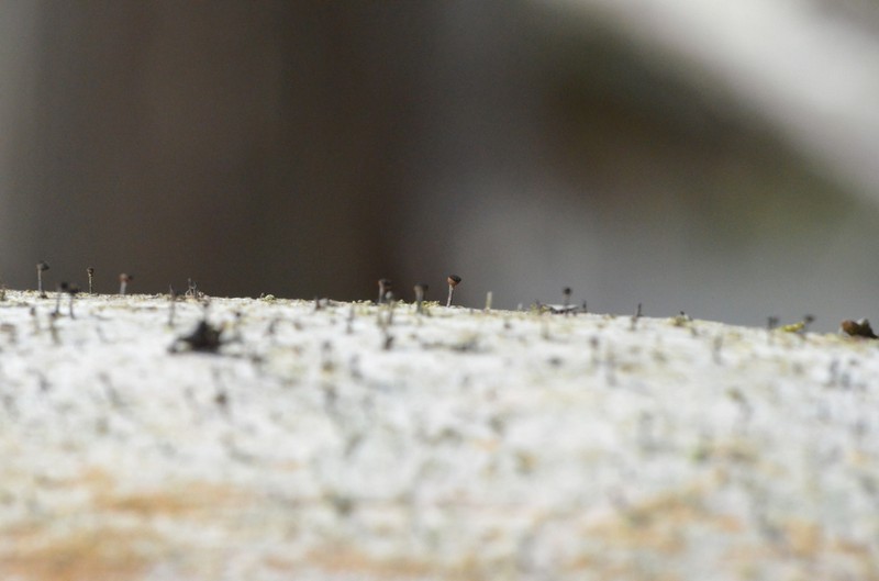 Spike Lichen photo 3