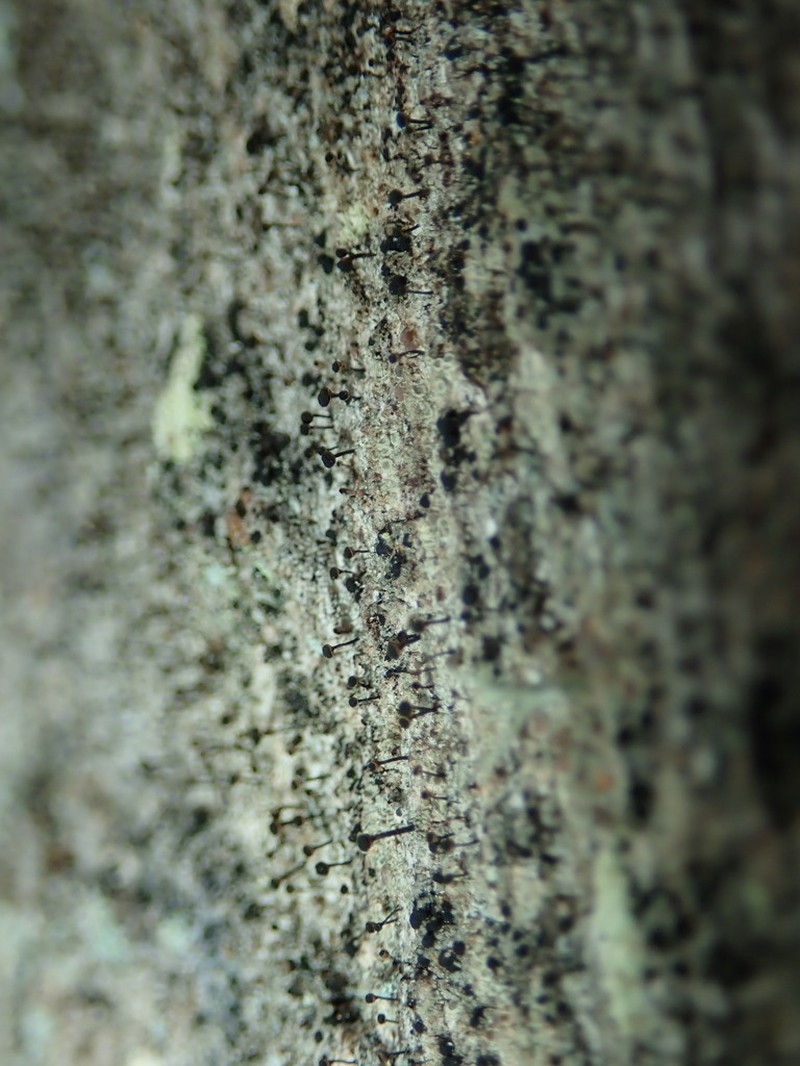 Spike Lichen photo 4