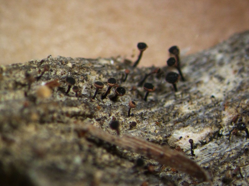 Spike Lichen photo 5