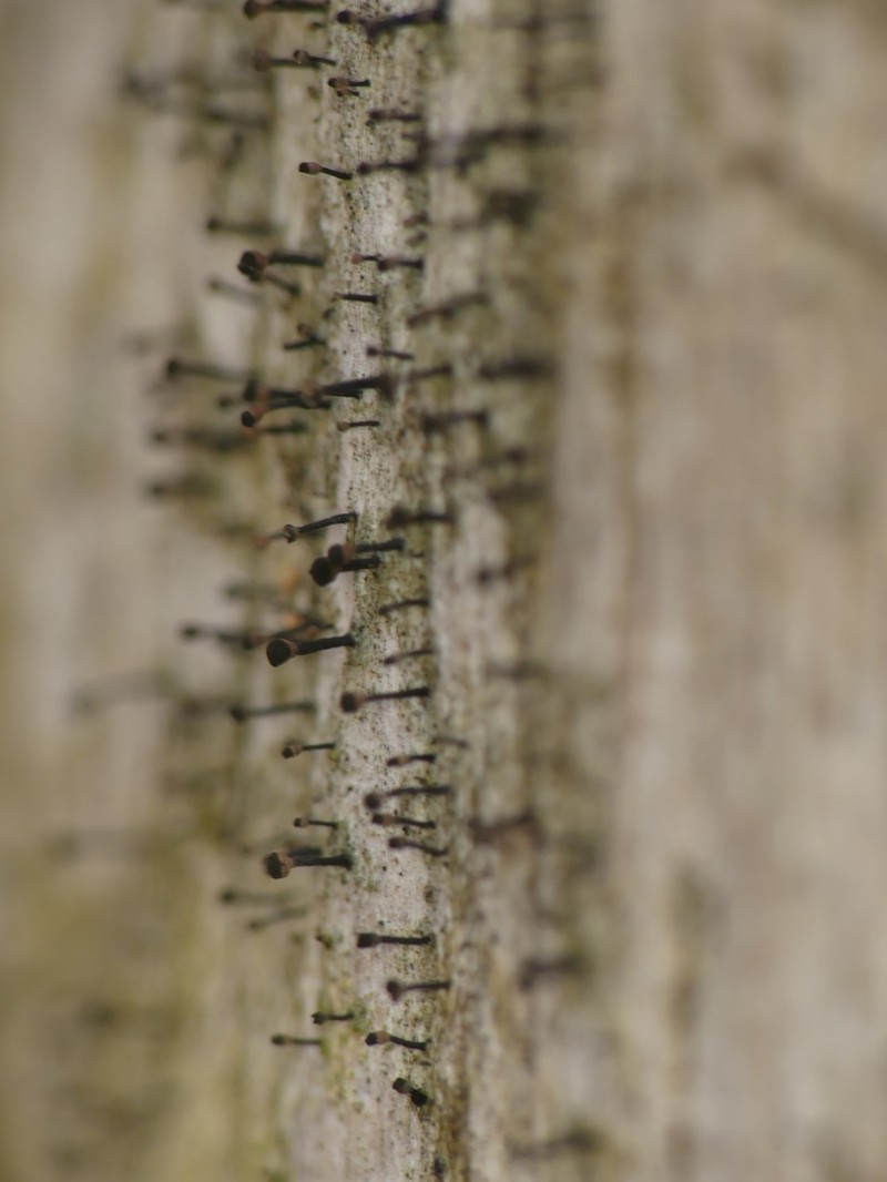 Spike Lichen photo 6