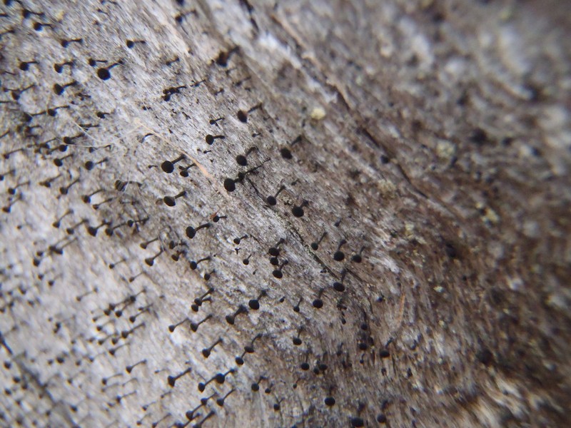 Spike Lichen photo 7