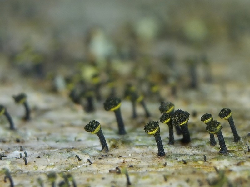 Spike Lichen photo 3
