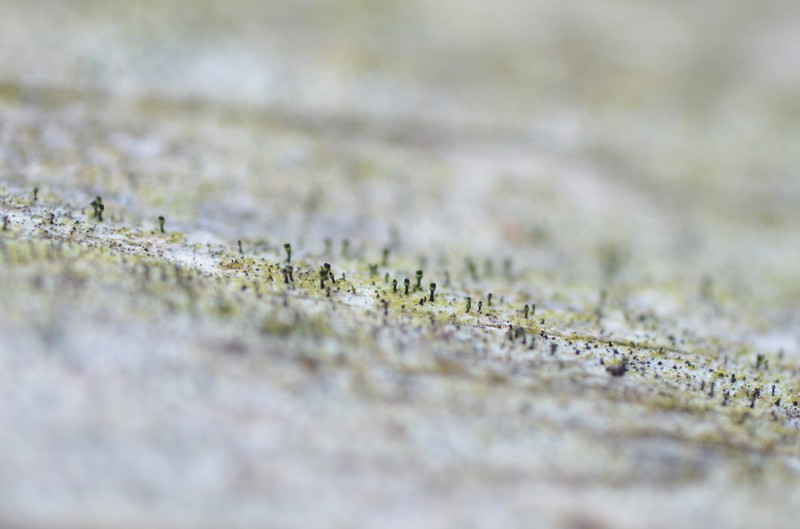 Spike Lichen photo 4