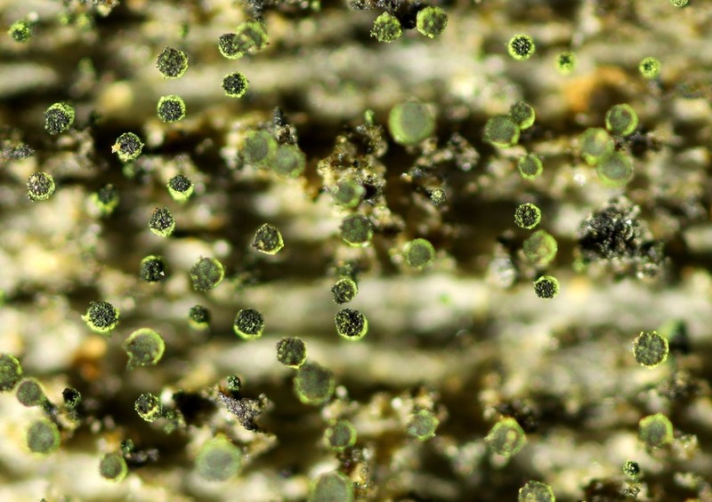 Spike Lichen photo 5