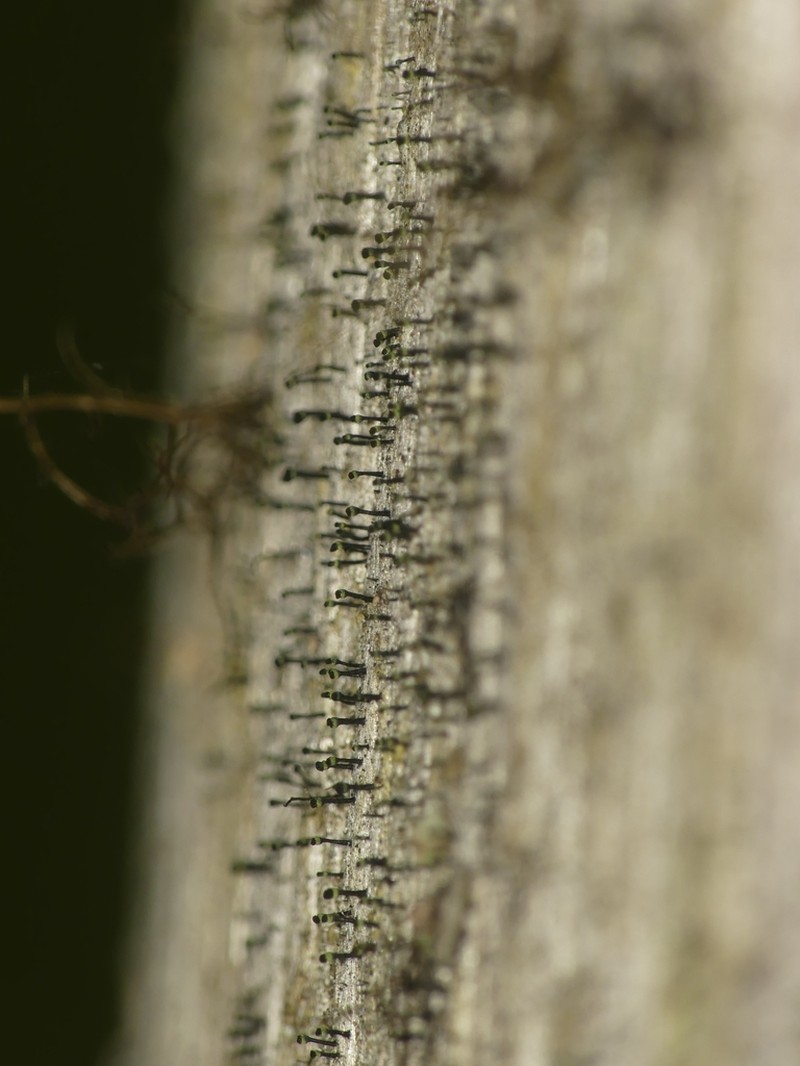 Spike Lichen photo 6
