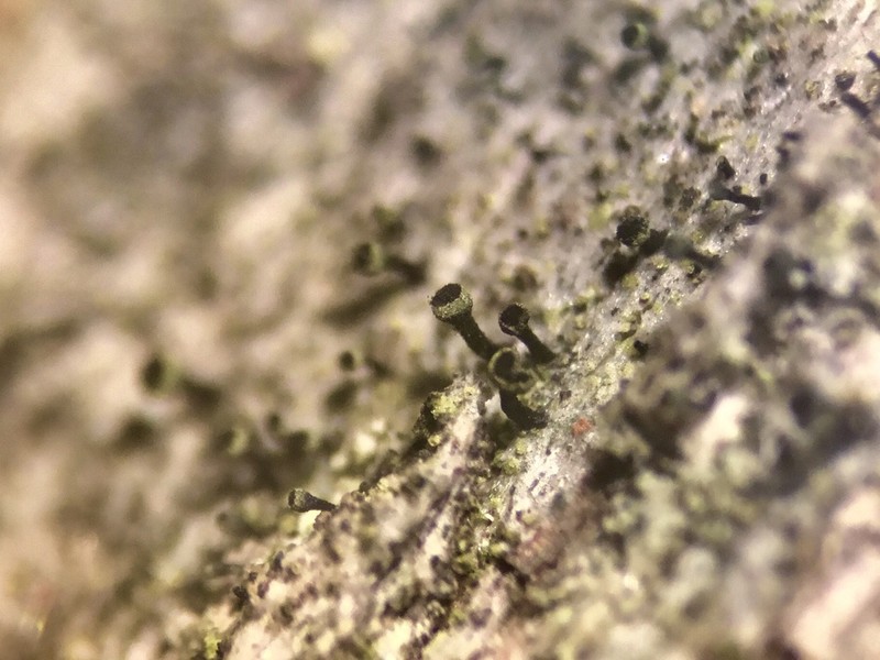 Spike Lichen photo 7