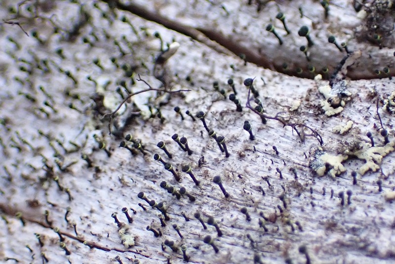 Spike Lichen photo 8