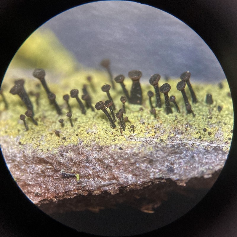 Spike Lichen photo 2