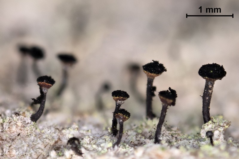 Spike Lichen photo 3