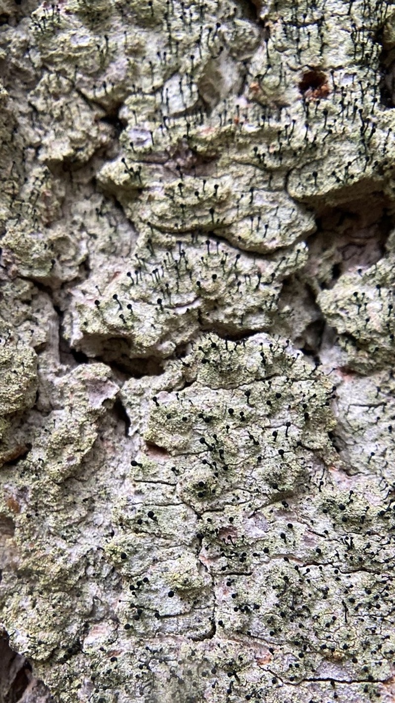 Spike Lichen photo 4