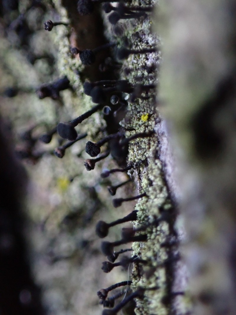 Spike Lichen photo 6