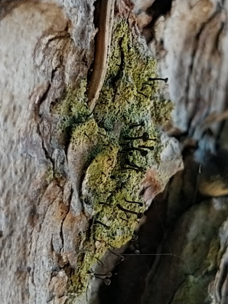 Spike Lichen photo 7