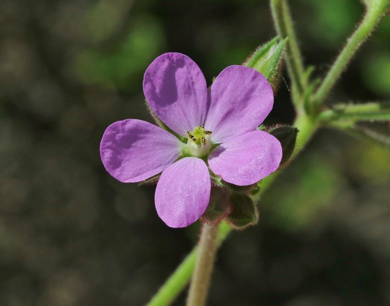 Roundleaf Stork's Bill