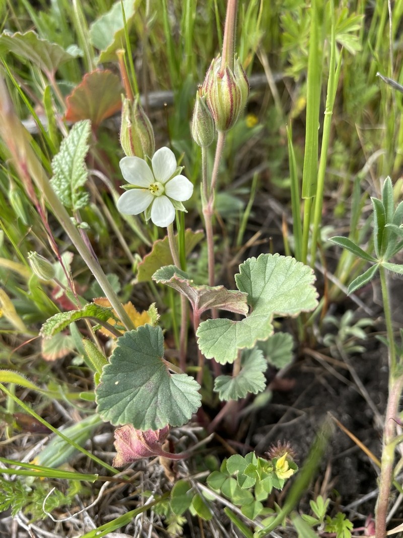 Roundleaf Stork's Bill photo 2