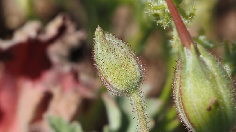 Roundleaf Stork's Bill photo 3