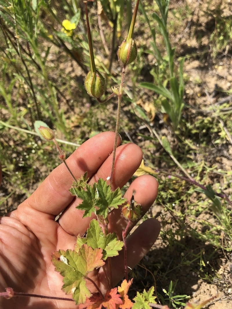 Roundleaf Stork's Bill photo 4