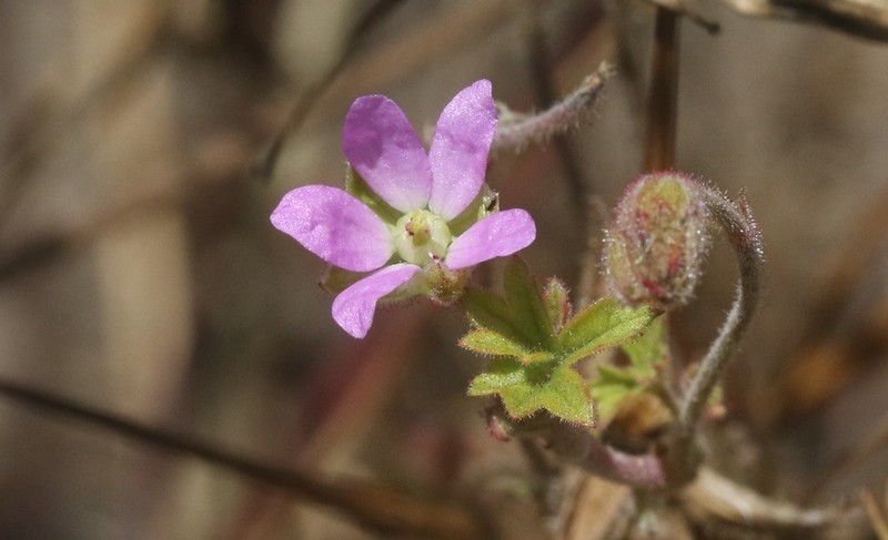 Roundleaf Stork's Bill photo 5