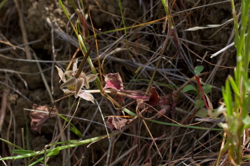 Roundleaf Stork's Bill photo 6