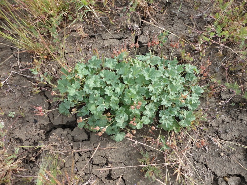 Roundleaf Stork's Bill photo 7