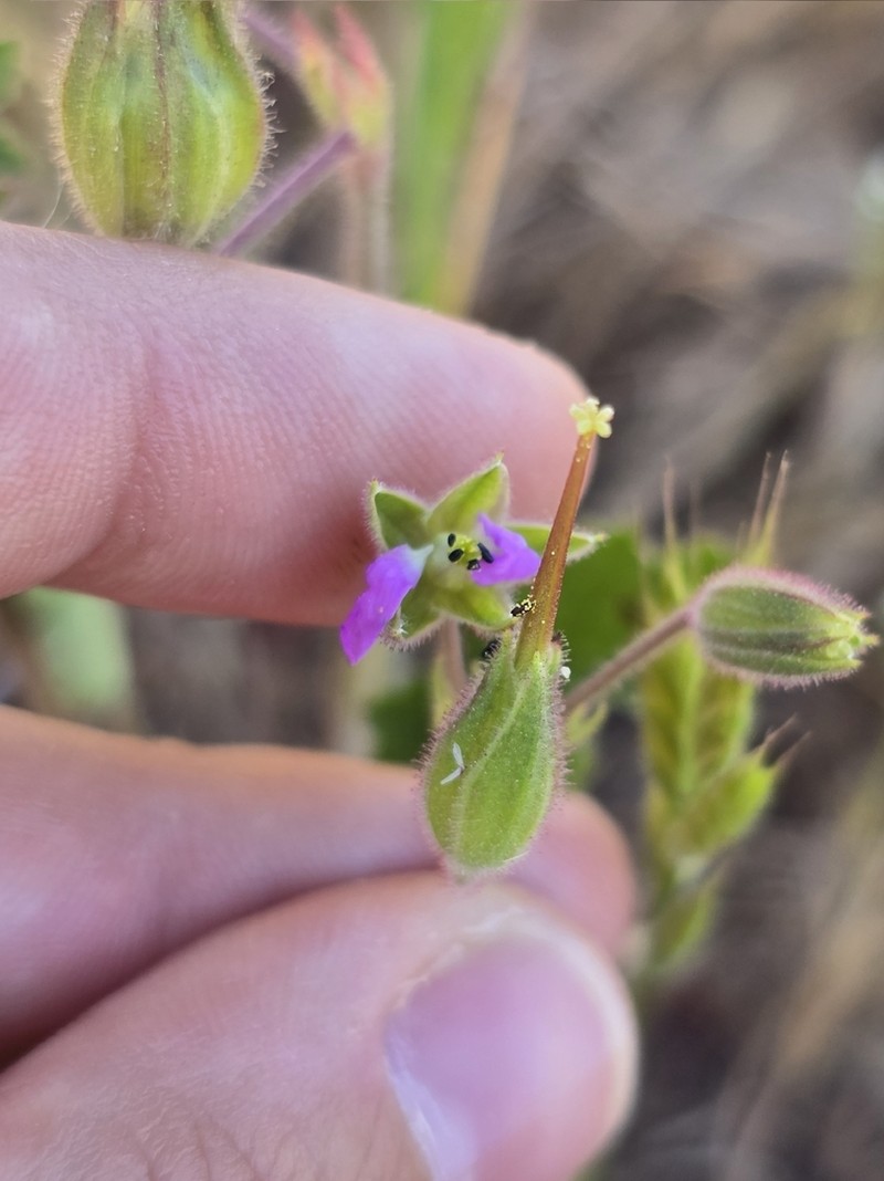 Roundleaf Stork's Bill photo 8