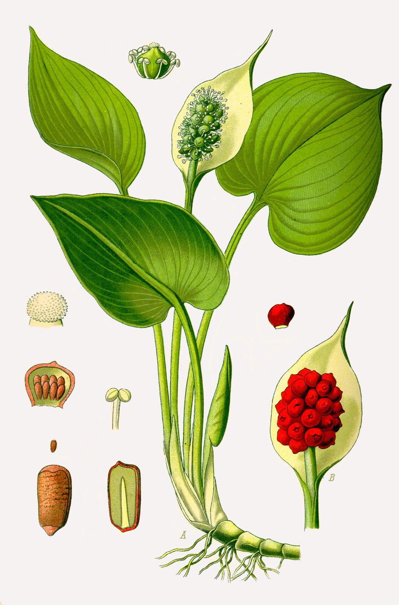 Water Arum photo 2