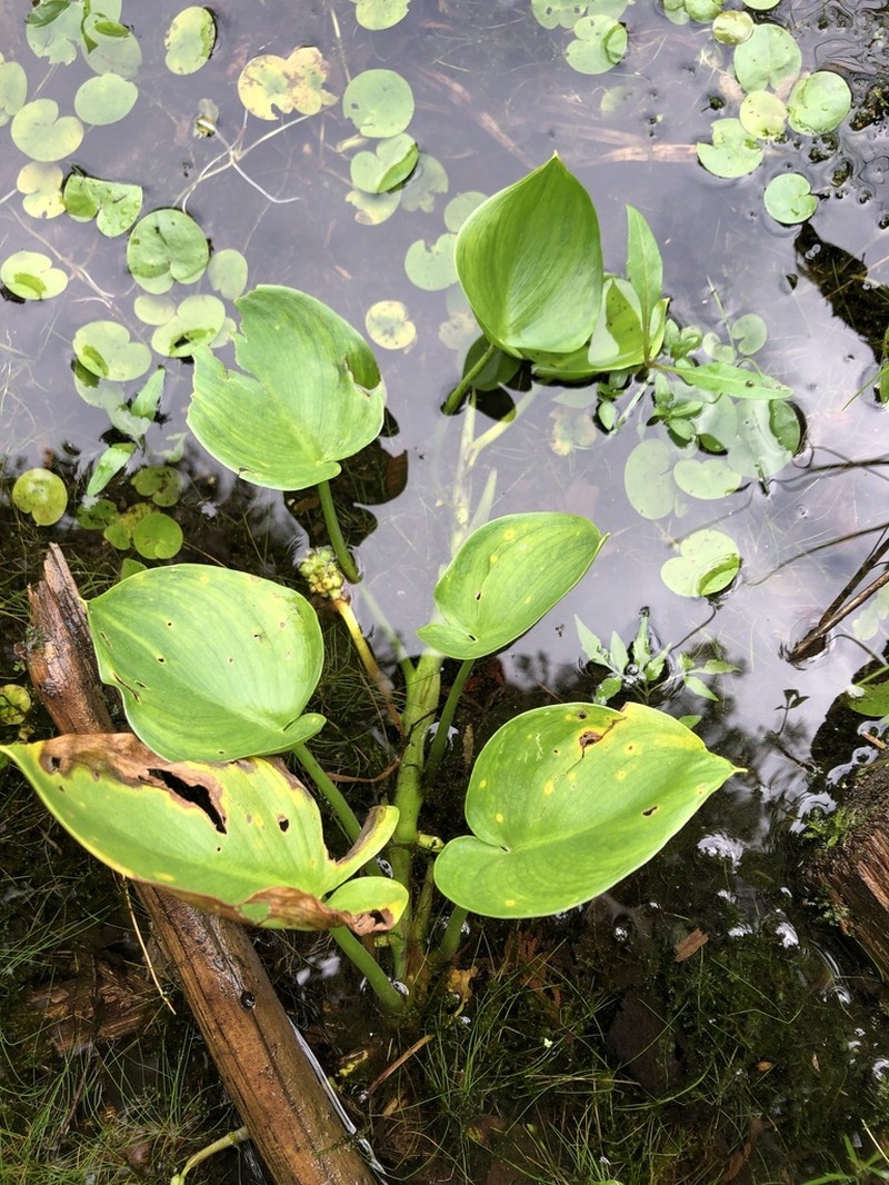 Water Arum photo 3
