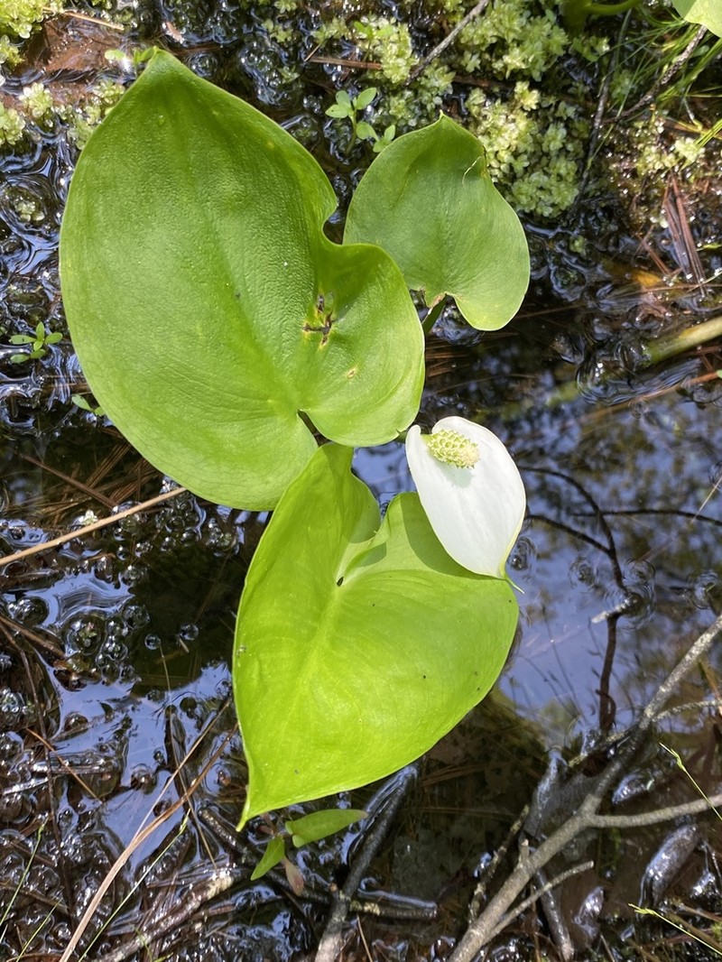 Water Arum photo 4