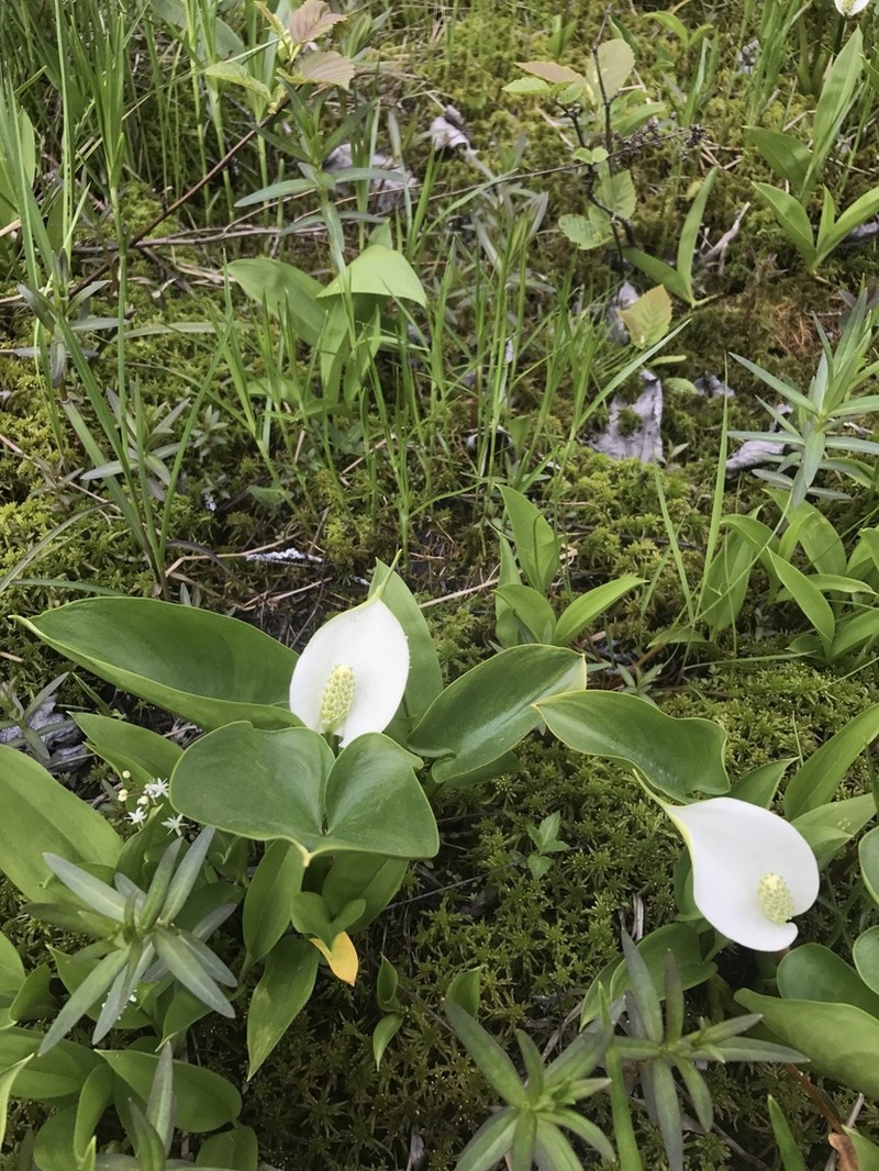 Water Arum photo 5
