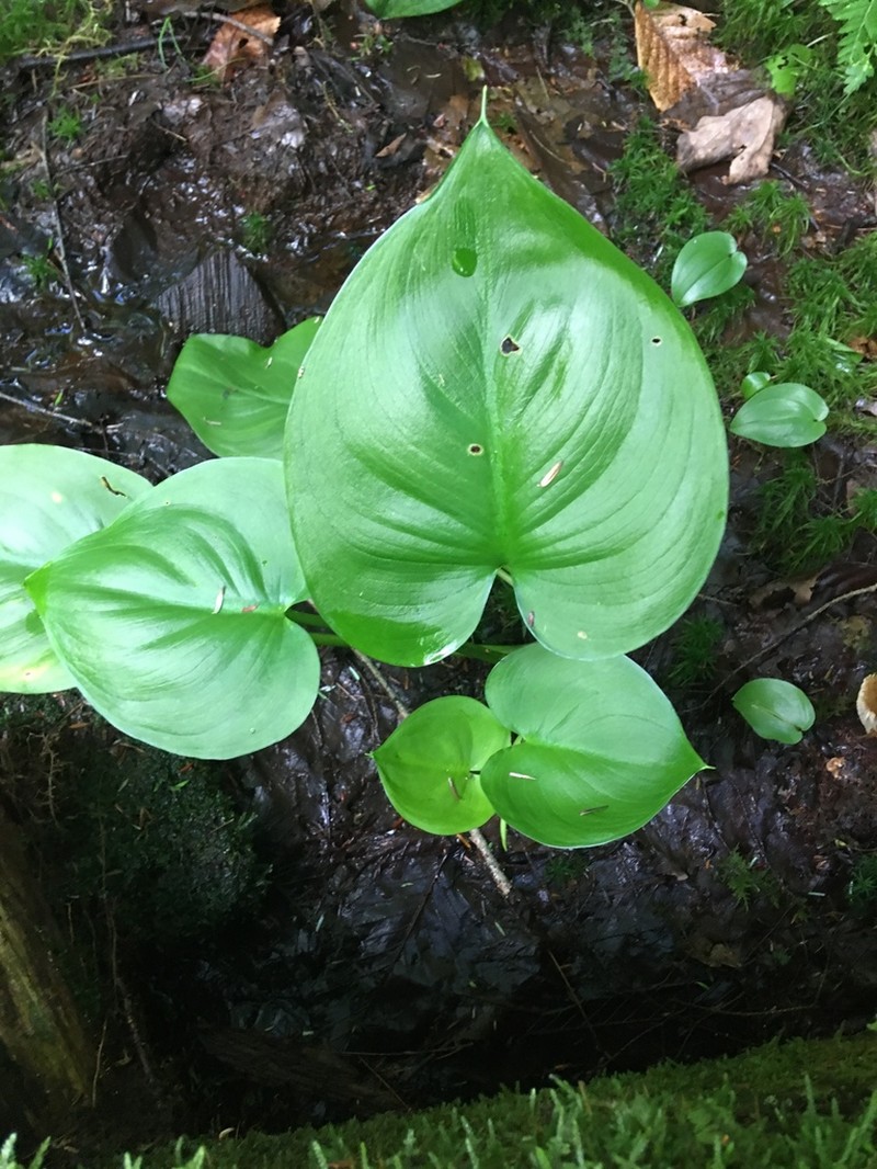 Water Arum photo 6