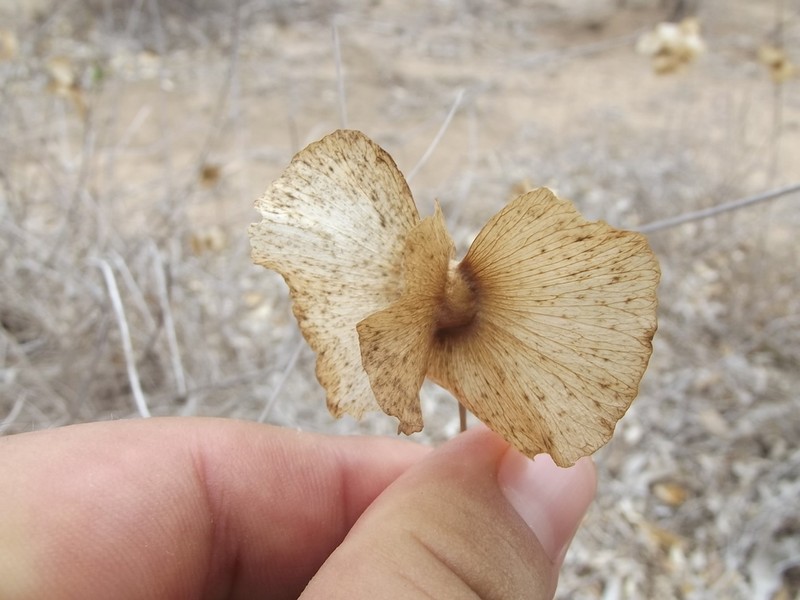 Callaeum septentrionale photo 2