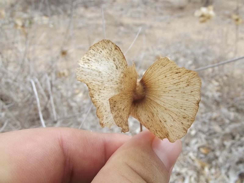Callaeum septentrionale photo 6