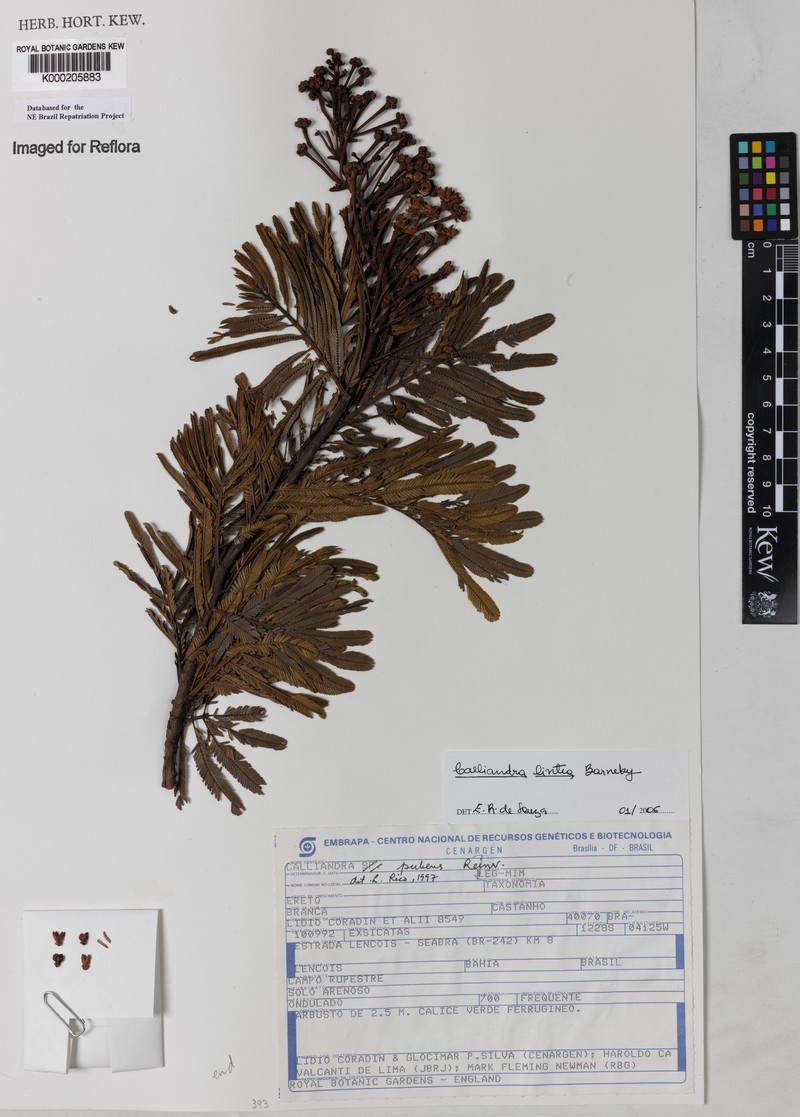 Calliandra bahiana var. bahiana
